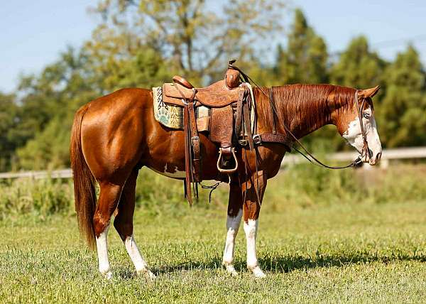 chestnut-bald-3-socks-horse