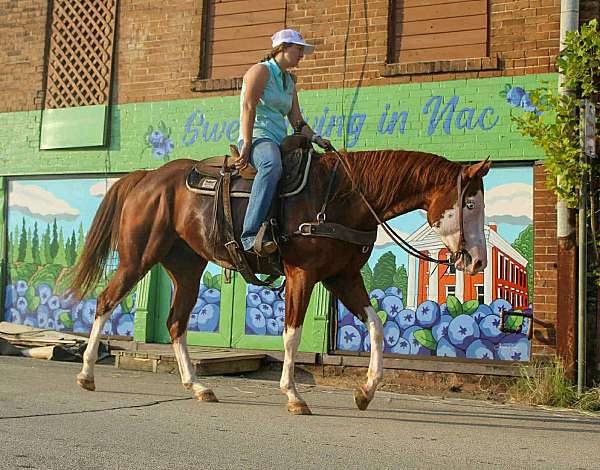 quarter-horse