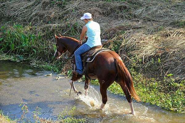all-around-quarter-horse