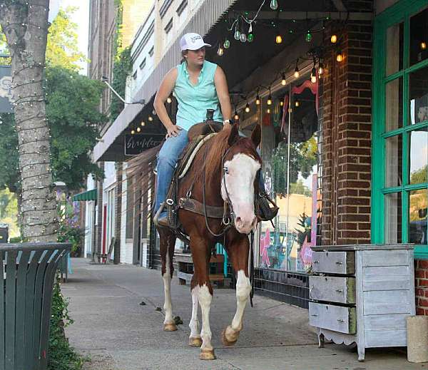 beginner-safe-quarter-horse