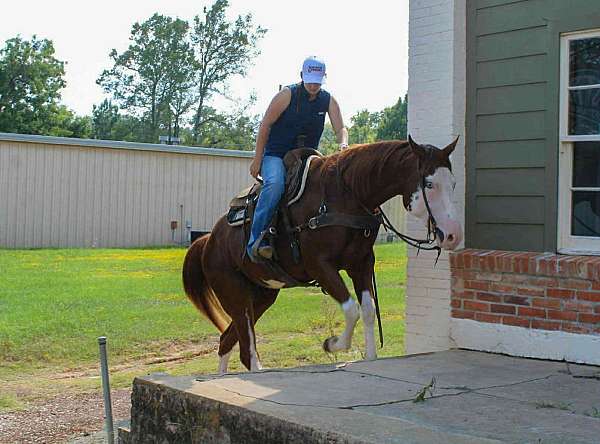 family-horse-quarter