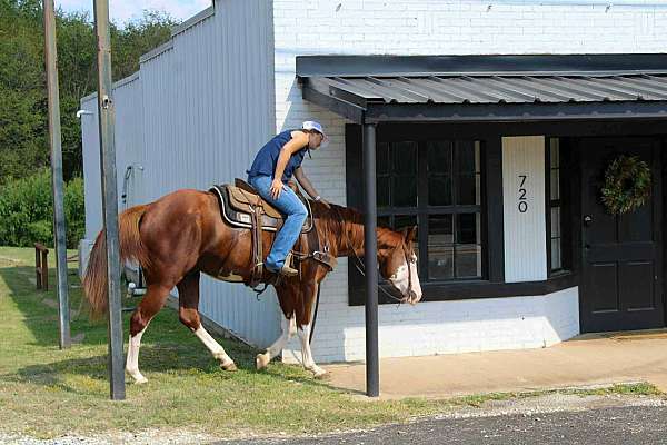 trail-quarter-horse
