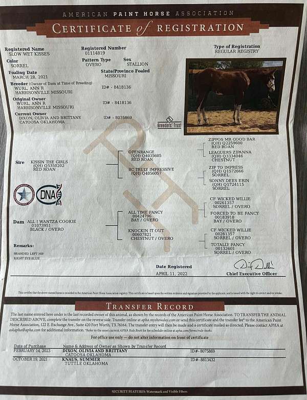 experienced-quarter-horse