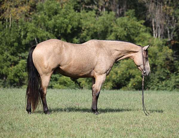 ranch-work-quarter-horse