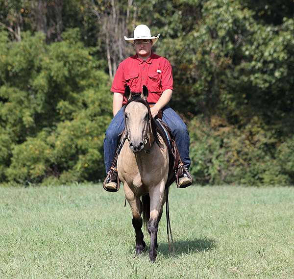 trail-quarter-horse