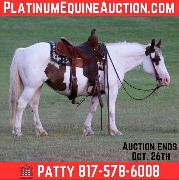 percheron-draft-quarter-horse
