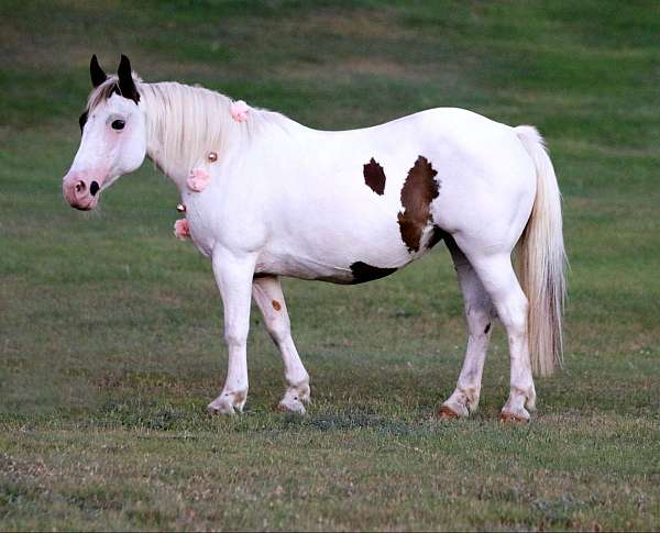 percheron-draft-gelding