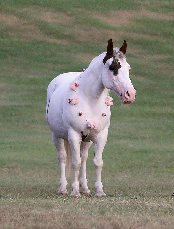 sock-horse