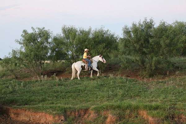 all-around-quarter-horse
