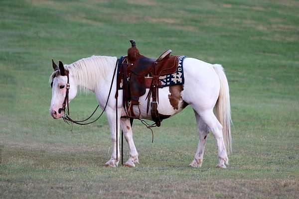 beginner-quarter-horse