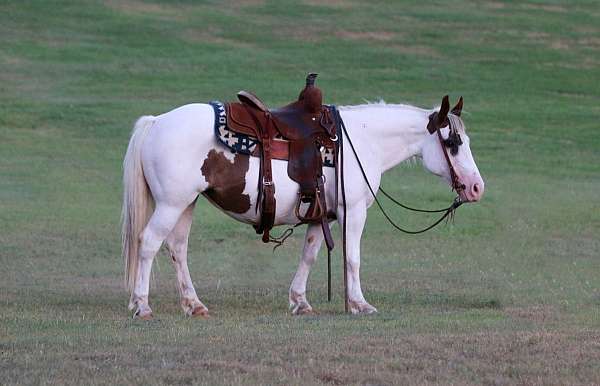 driving-quarter-horse