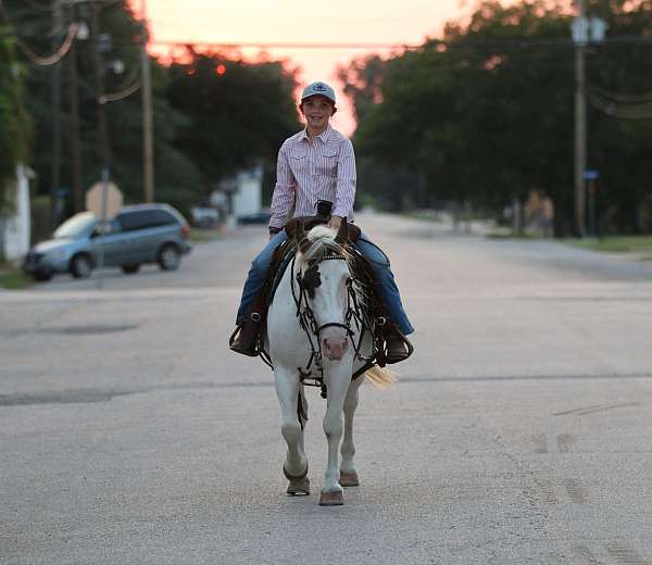 experienced-quarter-horse