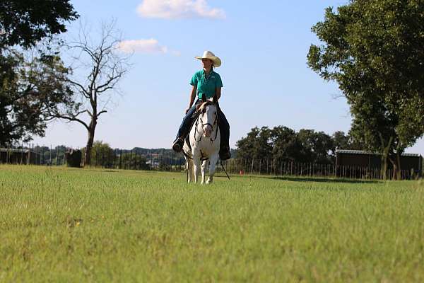 kid-safe-quarter-horse