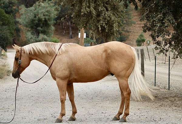 palomino-blaze-horse