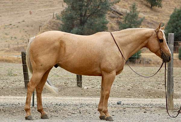 quarter-horse