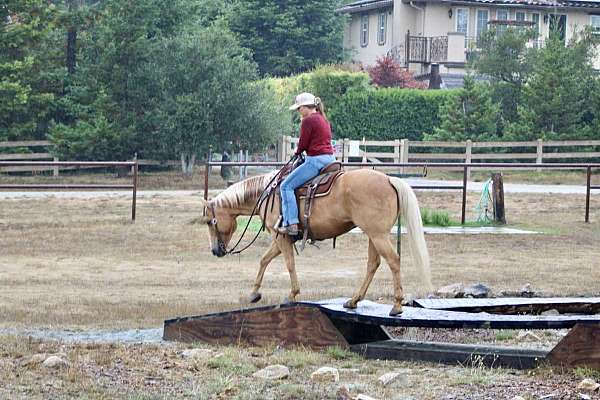 all-around-quarter-horse