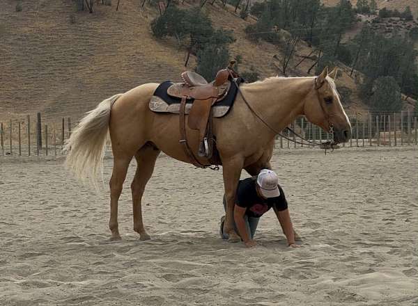 athletic-quarter-horse