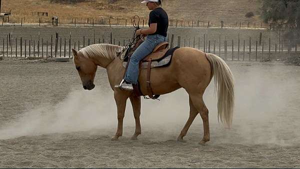 beginner-safe-quarter-horse