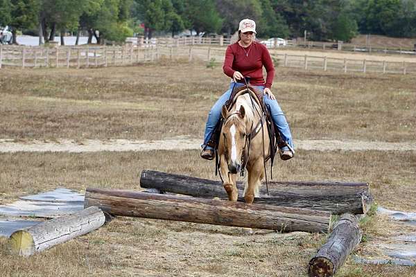 family-horse-quarter