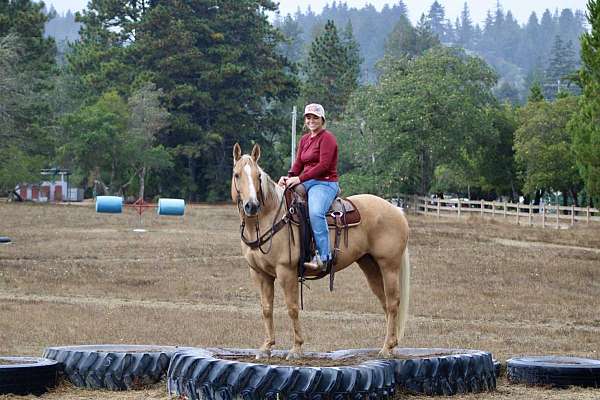 trail-quarter-horse