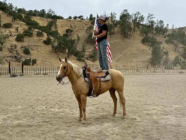 beginner-quarter-horse