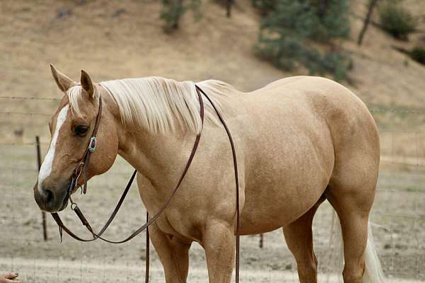 experienced-quarter-horse
