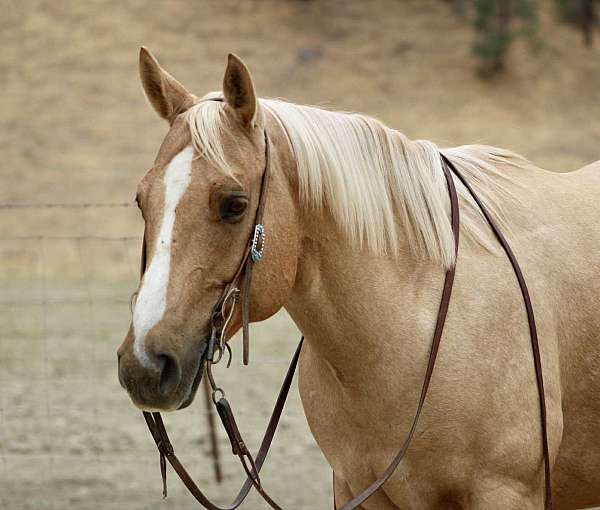 flashy-quarter-horse