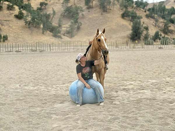 husband-safe-quarter-horse