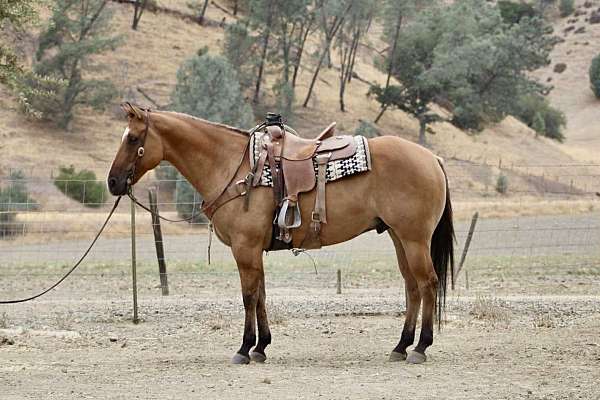 dun-star-horse