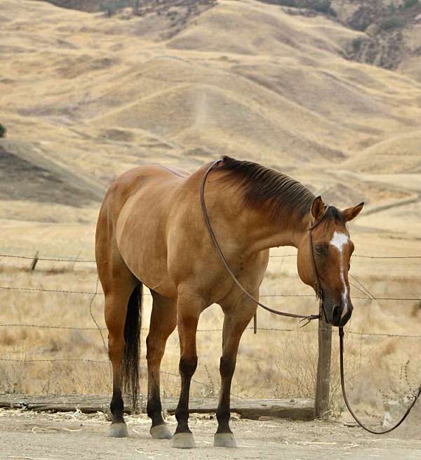 beginner-safe-quarter-horse