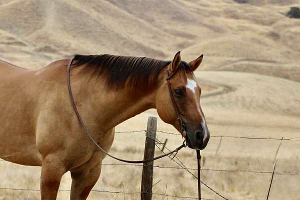 family-horse-quarter