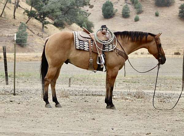 quarter-horse