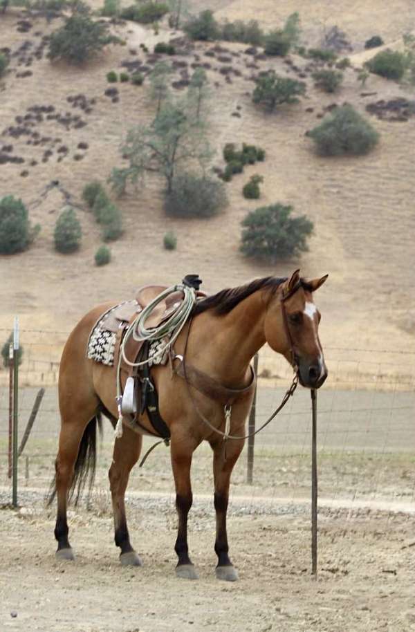 ranch-work-quarter-horse