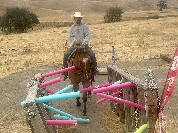 athletic-quarter-horse