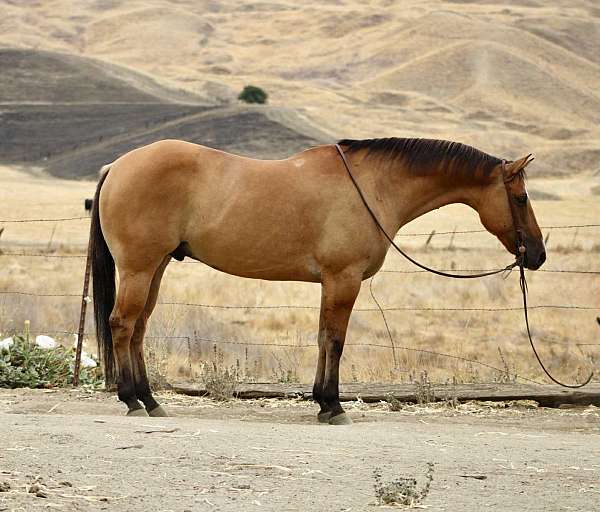 trail-quarter-horse