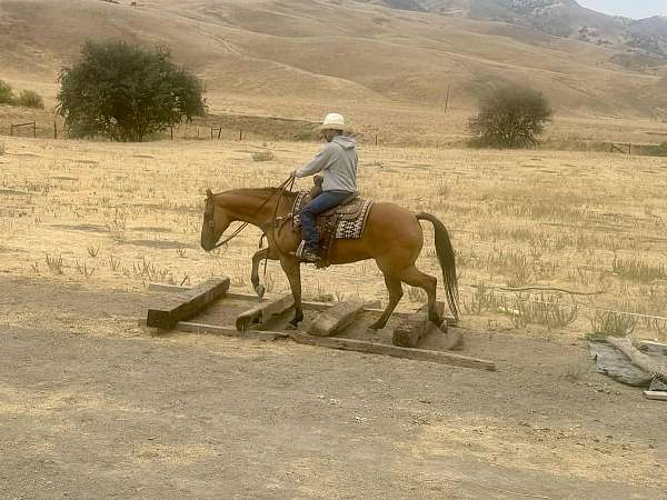beginner-quarter-horse