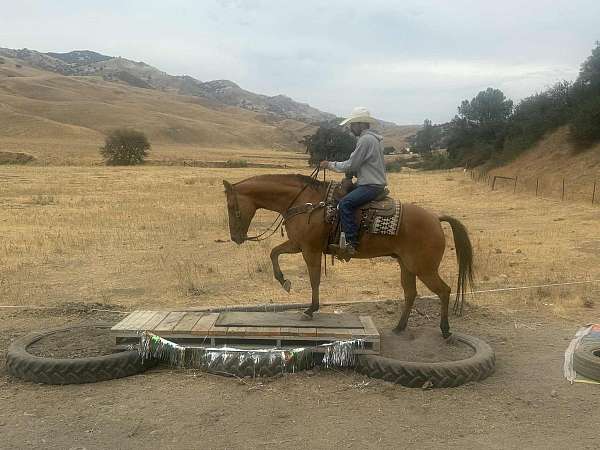 calf-roping-quarter-horse