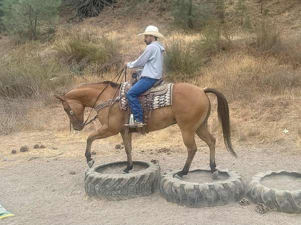 experienced-quarter-horse