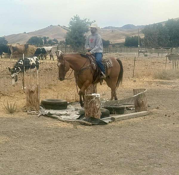 flashy-quarter-horse