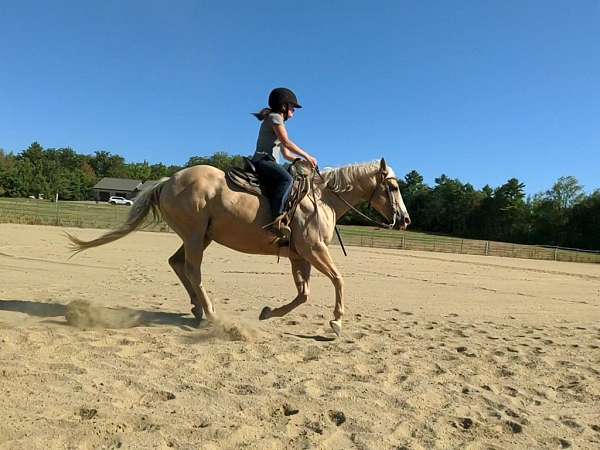 quarter-horse-mare