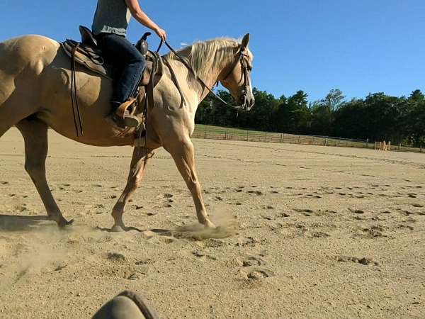 quarter-pony-for-sale