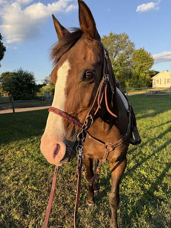 blaze-horse
