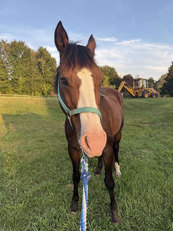 bay-blaze-horse