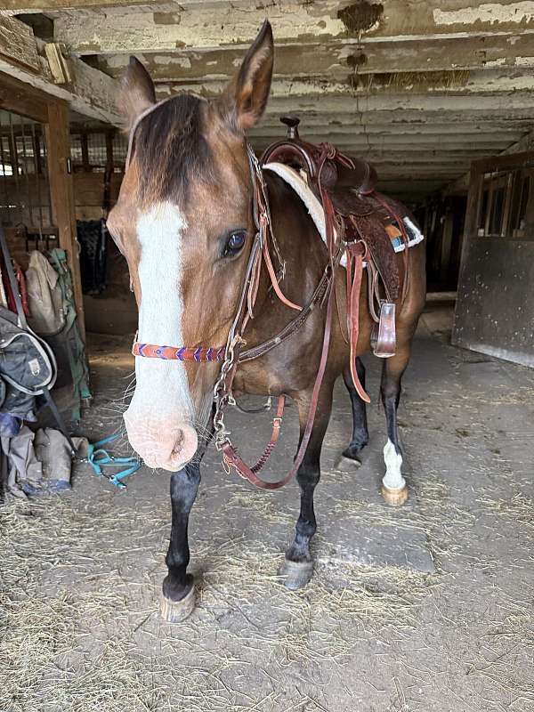 all-around-quarter-horse