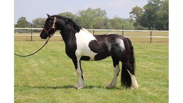 black-white-spots
