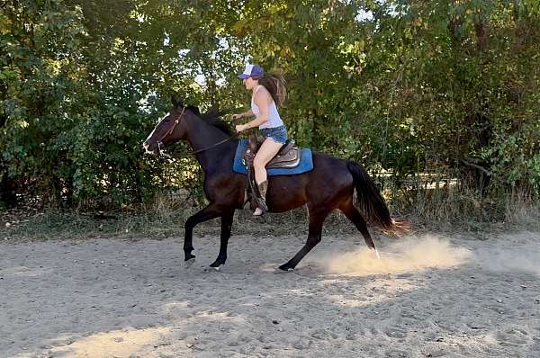 beginner-quarter-horse