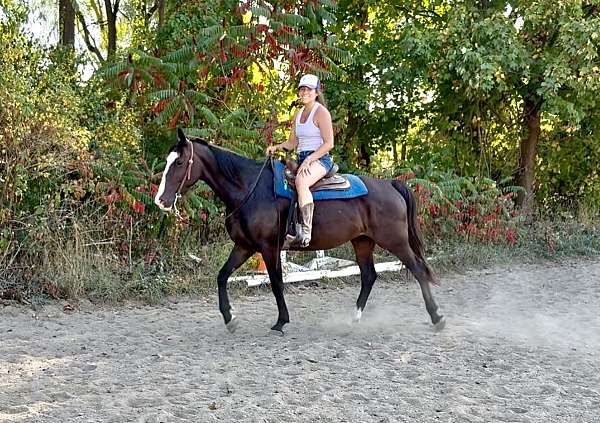 all-around-quarter-horse