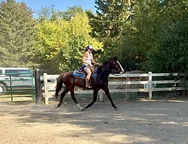 athletic-quarter-horse