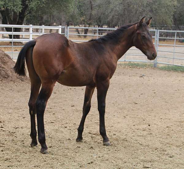 none-horse