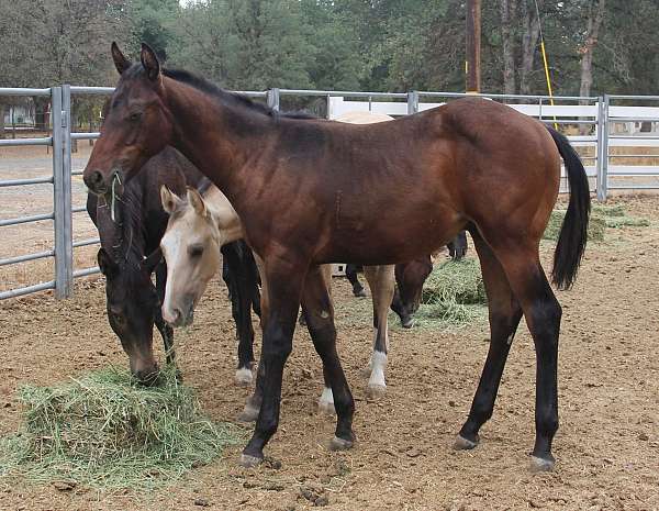 bay-none-horse